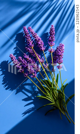 Soft violet shadows of lavender sprigs appear on a sunlit blue background 128962543
