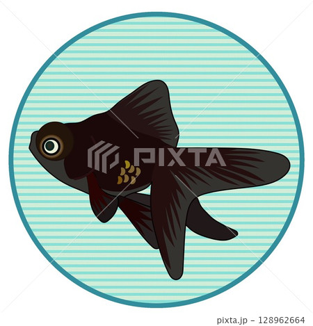 円形背景つき黒出目金のイラスト 128962664