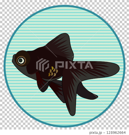 円形背景つき黒出目金のイラスト 128962664