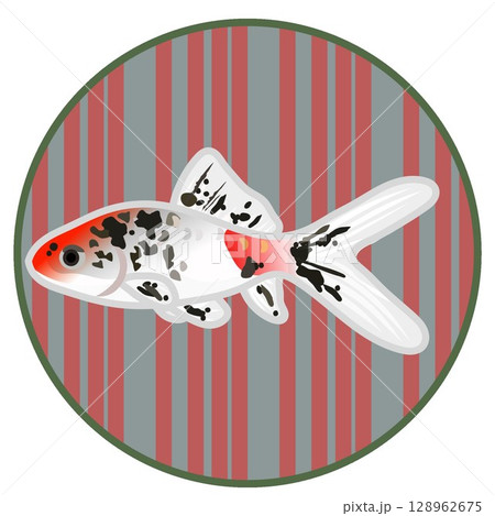 円形背景つきキャリコ和金のイラスト 128962675