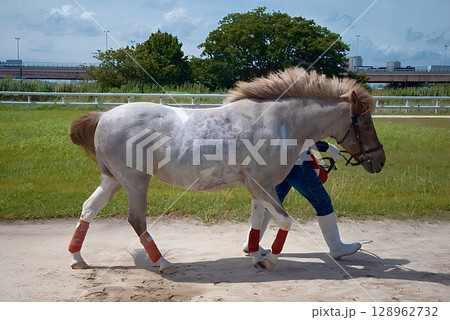 江戸川区篠崎ポニーランドのポニー 江戸川区篠崎ポニーランドのポニー 128962732