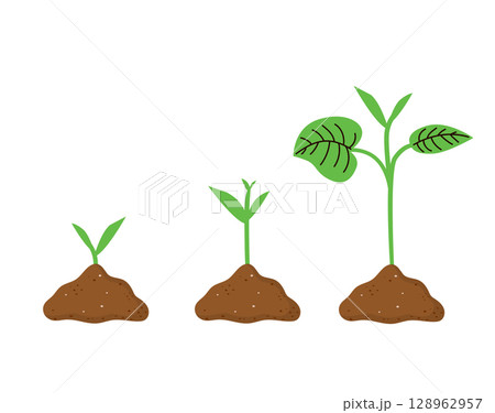 Baby Sprout Growth Stages Vector Illustration Baby Sprout Growth Stages Vector Illustration 128962957