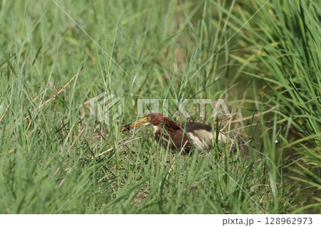 生き物　野鳥　アカガシラサギ、採餌中。捕ったのはカニか何かでしょうか？泥だらけです 128962973