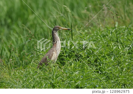 生き物　野鳥　アカガシラサギ、冬羽です。夏羽では赤い頭や胸が褐色の筋模様になります 128962975