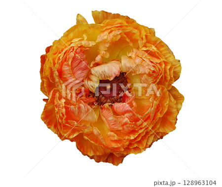 オレンジ色のラナンキュラスの花 オレンジ色のラナンキュラスの花 128963104