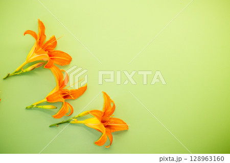 Fresh garden lilies isolated on green background Fresh garden lilies isolated on green background 128963160