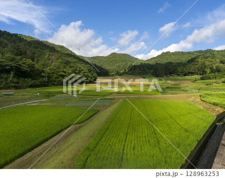 新緑の水田が広がる夏の棚田 新緑の水田が広がる夏の棚田 128963253
