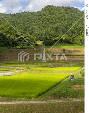 新緑の水田が広がる夏の棚田 新緑の水田が広がる夏の棚田 128963259