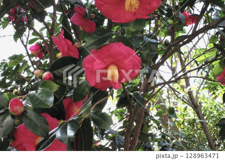 ツバキの花 128963471