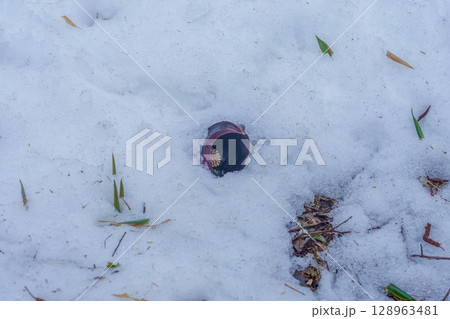 雪の中にひっそりと咲くザゼンソウ 128963481