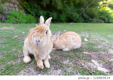 「いらっしゃいませ」と出迎える女将ウサギ 128963614