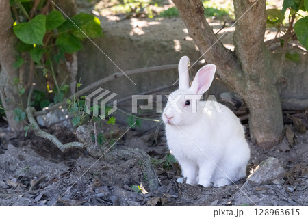 木蔭で涼む白うさぎ 128963615