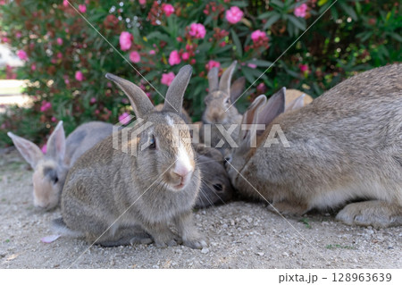 ウサギの記念撮影 ウサギの記念撮影 128963639
