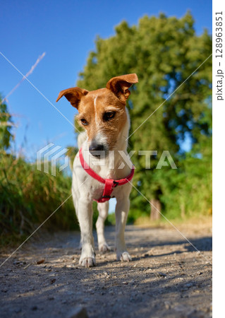 Small dog wearing red harness standing on countryside path on sunny day. Jack Russell terrier dog walking in park on summer day. Outdoor activity with pet Small dog wearing red harness standing on countryside path on sunny day. Jack Russell terrier dog walking in park on summer day. Outdoor activity with pet 128963851