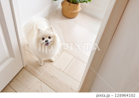 こちらを見ている白いポメラニアン こちらを見ている白いポメラニアン 128964102
