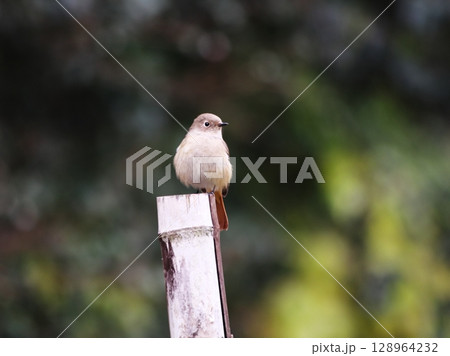 杭に止まるジョウビタキ 杭に止まるジョウビタキ 128964232