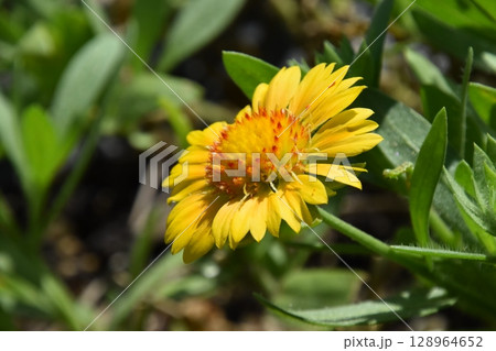 山田池公園 128964652