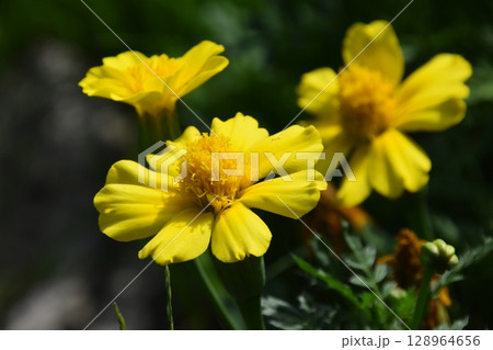 山田池公園 山田池公園 128964656