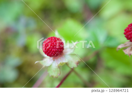「小悪魔のような魅力」の花言葉を持つヘビイチゴ。名前のわりに無毒らしい。春から初夏へ。 128964721