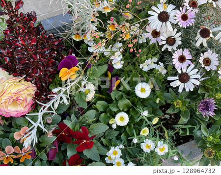 Colorful flower bed with different types of flowers blooming. 128964732