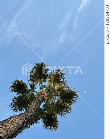 A vertical photo of a palm tree growing skyward, with blue sky and a tiny white moon in the background. A vertical photo of a palm tree growing skyward, with blue sky and a tiny white moon in the background. 128964733