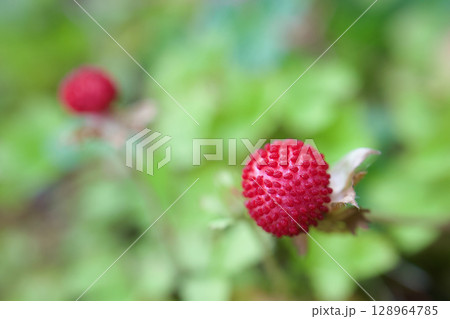 「小悪魔のような魅力」の花言葉を持つヘビイチゴ。名前のわりに無毒らしい。春から初夏へ。 128964785