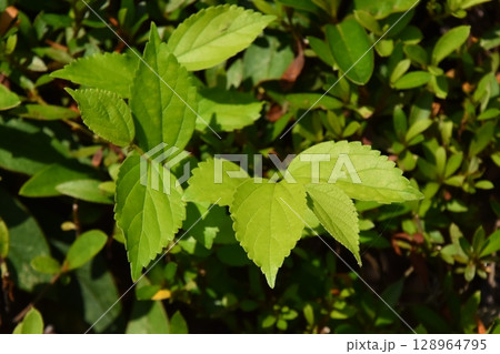 山田池公園 山田池公園 128964795
