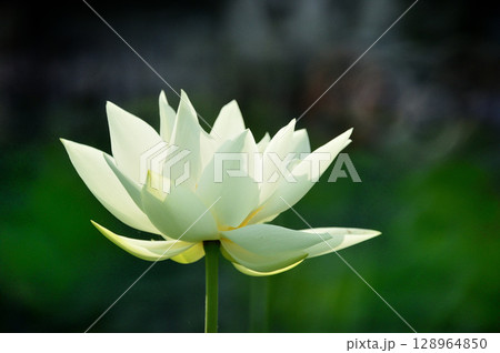 白い蓮の花 白い蓮の花 128964850