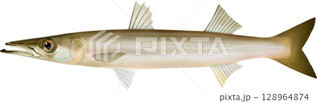 図鑑　カマス　アカカマス 128964874