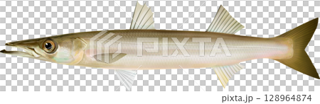 Illustrated book: Barracuda, red barracuda 128964874