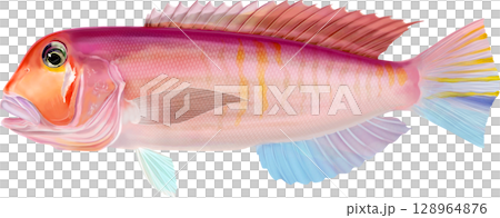 図鑑　甘鯛　アマダイ 128964876