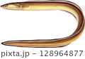 図鑑　穴子　アナゴ 128964877