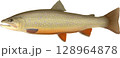 図鑑　ブルックトラウト 128964878