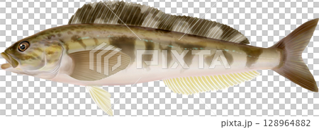 圖解本：阿特卡鯖魚 128964882