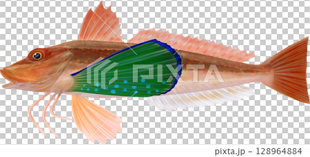 插圖書:Gurnard 插圖書:Gurnard 128964884