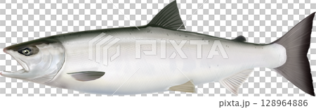 鮭魚圖解指南 128964886