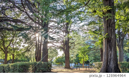 樹木 樹木 128964964