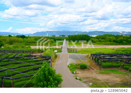 流れ橋　日本最長級の木造橋　八幡市 128965042