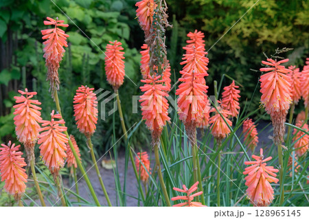 Torch lily and poker plant. Kniphofia uvaria is grown as garden plants. Cottage garden. Floral decoration. Sunny day. 128965145