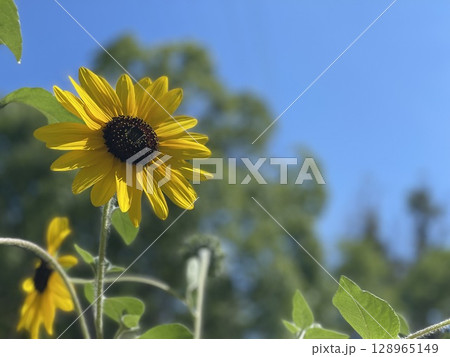 夏の花といえば黄色いヒマワリ 夏の花といえば黄色いヒマワリ 128965149