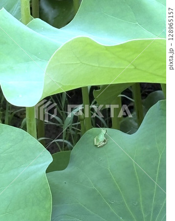 夏のイメージ素材 夏の蓮池とアマガエル 葉に宿る水滴と自然の癒し風景 夏のイメージ素材 夏の蓮池とアマガエル 葉に宿る水滴と自然の癒し風景 128965157