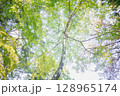 爽やかな木々 128965174