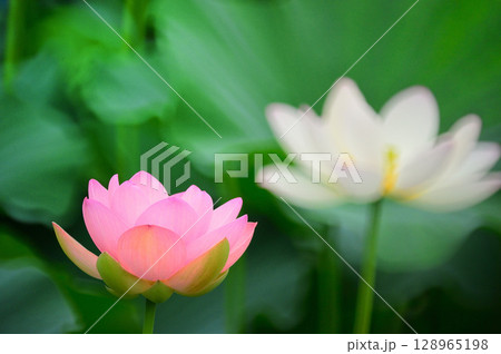 美しい蓮の花 美しい蓮の花 128965198