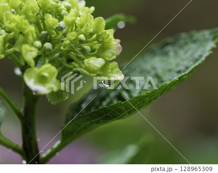 雨に濡れた紫陽花 128965309