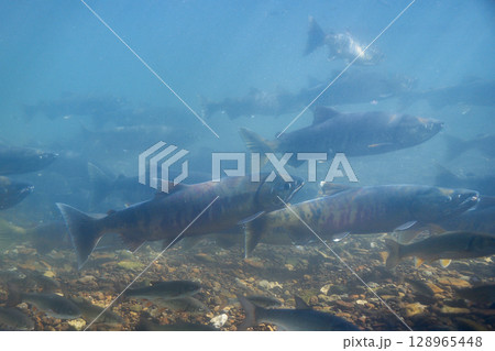 サケ 遡上 千歳川(サケのふるさと 千歳水族館) サケ 遡上 千歳川(サケのふるさと 千歳水族館) 128965448