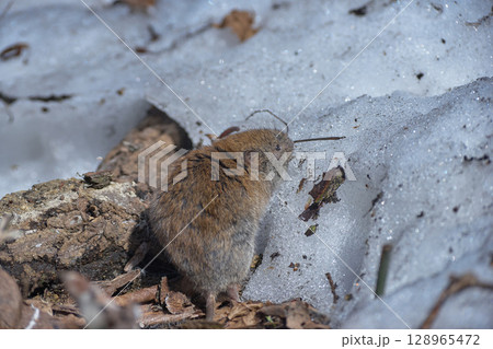 エゾヤチネズミ　春 128965472