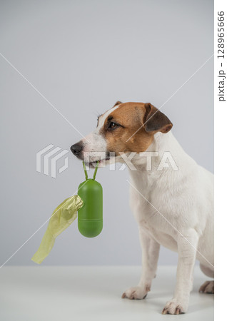 Jack Russell Terrier dog holding container with dog waste bag. Jack Russell Terrier dog holding container with dog waste bag. 128965666