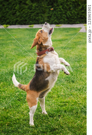Beagle dog balancing on hind legs with open mouth aiming to catch a treat in mid-air during outdoor training on green grass 128965901