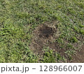 焦げた地面 128966007