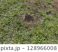 焦げた地面 128966008